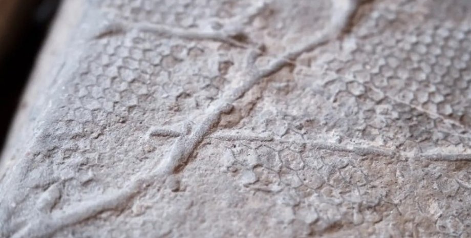 скам'янілість