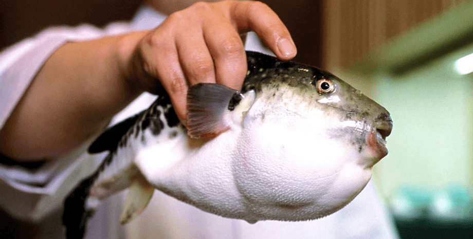 пескатарианство, этическое питание, потребление рыбы, влияние рыболовства на окружающую среду, когнитивный диссонанс, вегетарианство, веганство, диетический выбор, мясной парадокс