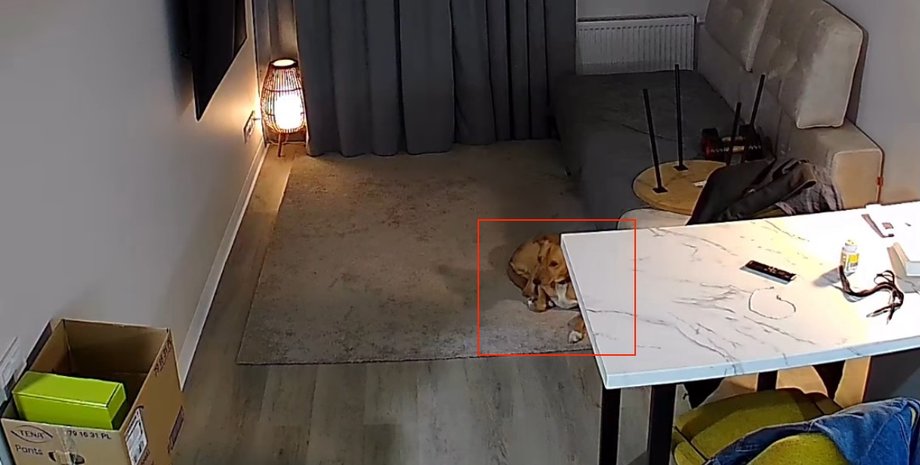 Собака предсказала попадание во время обстрела и спасла себе жизнь