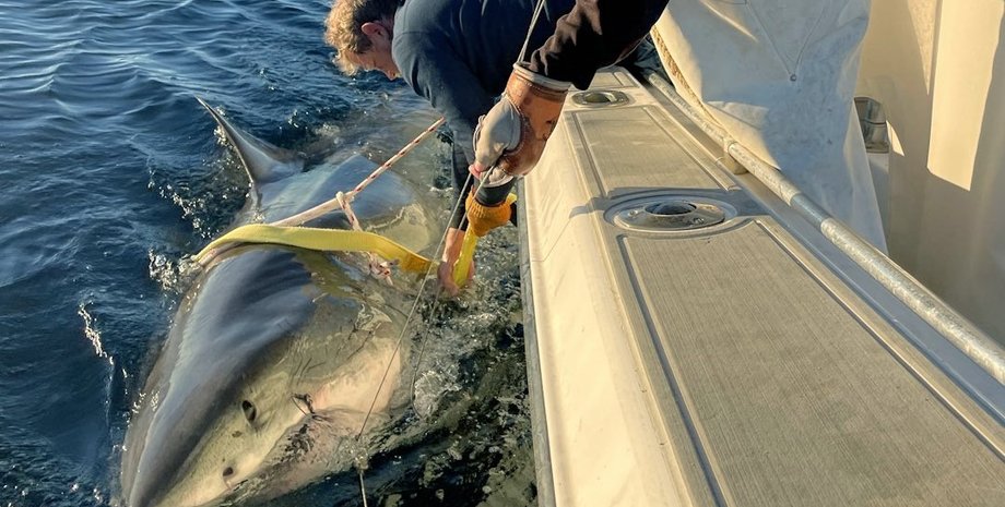 самая большая белая акула в мире, белая акула, акула