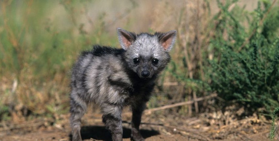 земляные гиены, земляные волки