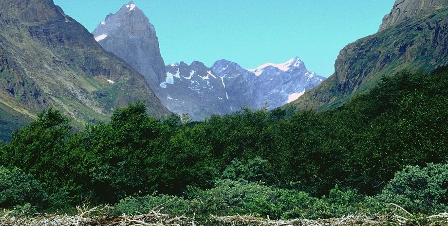 гренландія ліс