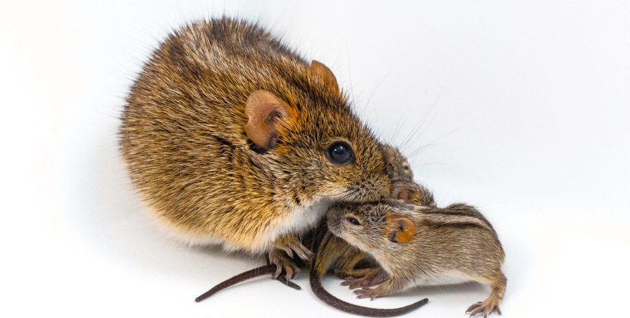 смугасті миші батьківство