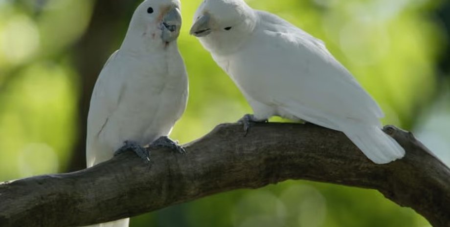 какаду, попугаи, какаду гоффена