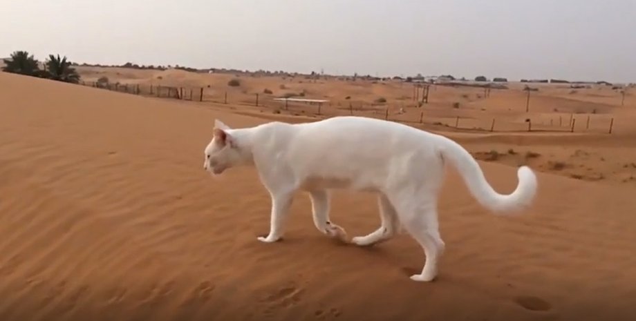 кошачья походка, как ходят кошки, кошки