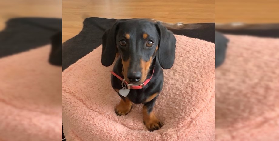 Такса Валері