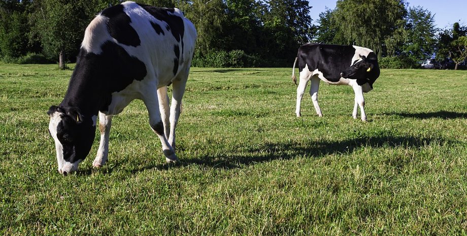 Одна з багатьох ферм, де сьогодні виробляють молоко з промисловою метою