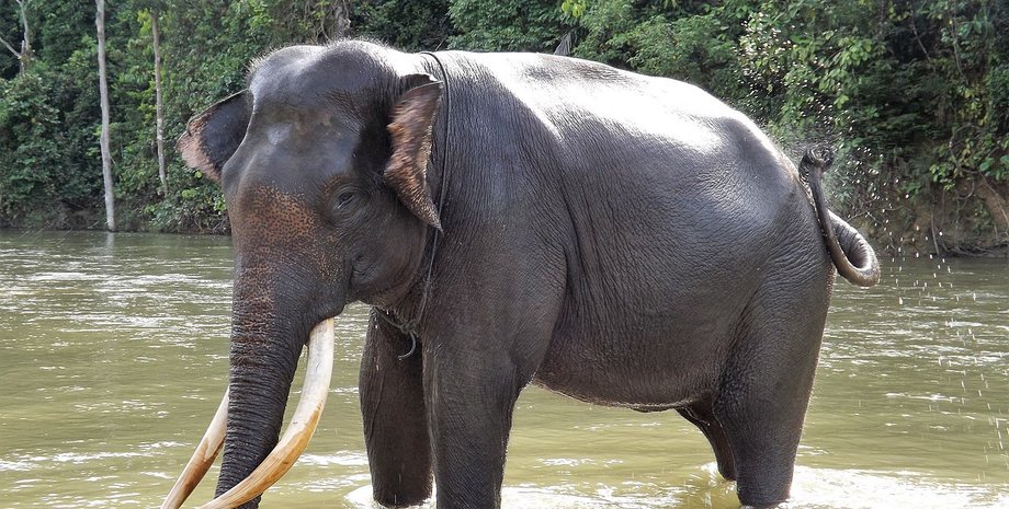 Слоненок родился 11 июля в зоопарке