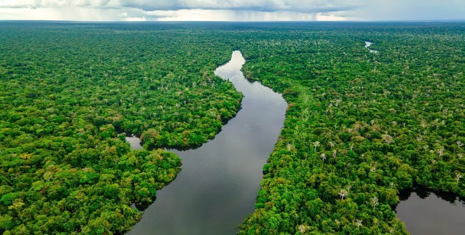 амазонка, дождевые леса амазонии, лес