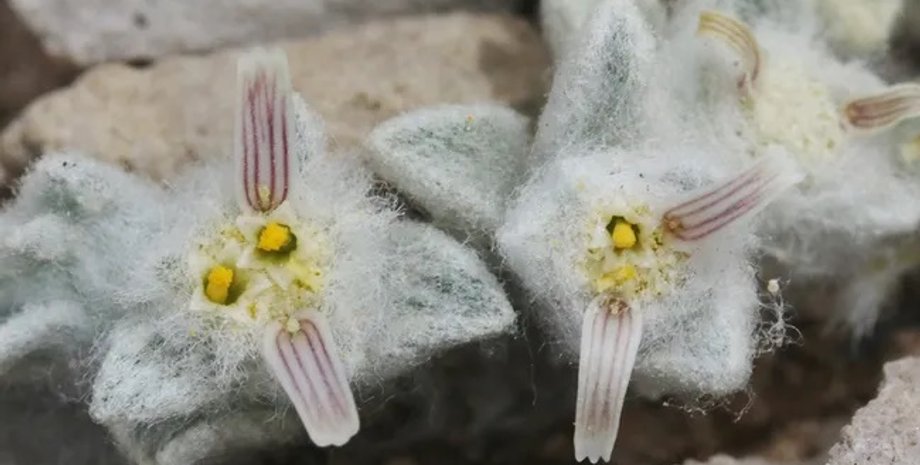 рослина, квітка, вовняний диявол, квітка вовняний диявол