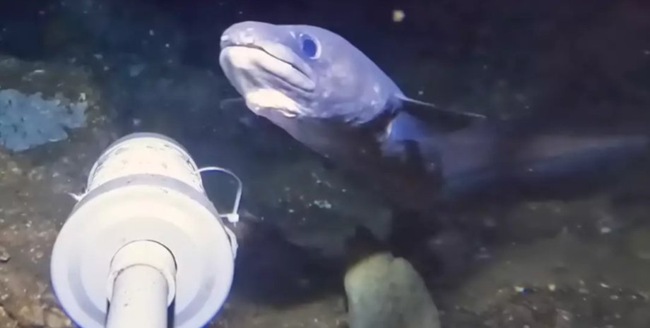 Глубоководный угорь появляется перед камерой на дне океана во время съёмки редких морских существ