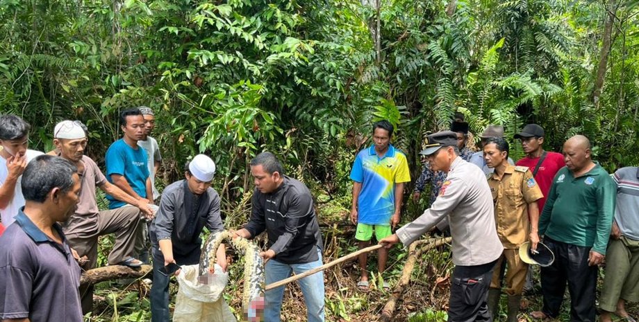 питон ест человека, удав напал на человека, огромный питон проглотил женщину в индонезии, змея которая может проглотить человека,