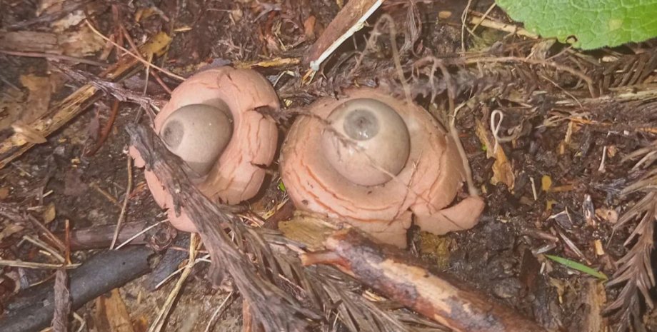 Странные глаза в саду Глаза, сад, фото