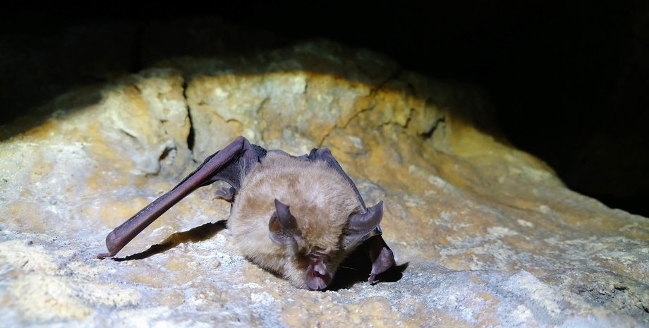 летучая мышь