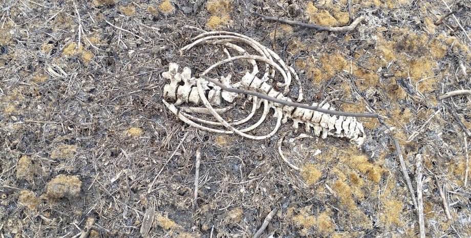 Останки человека, кости, смерть, Харьковская область