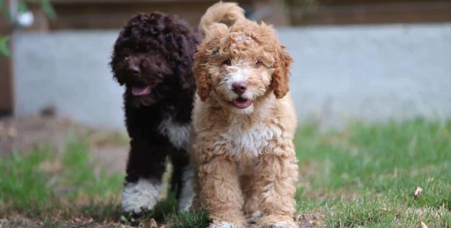 кокапу, порода собак, собаки