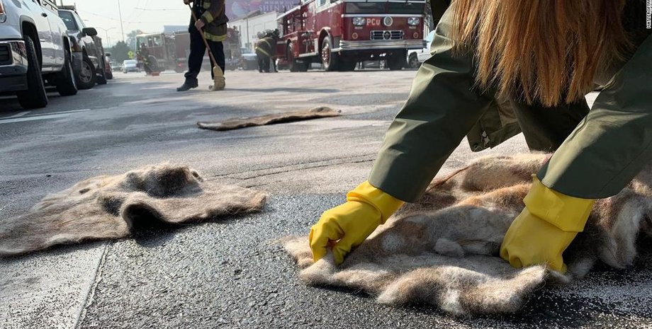 килимки з волосся, асфальт, люди, фото
