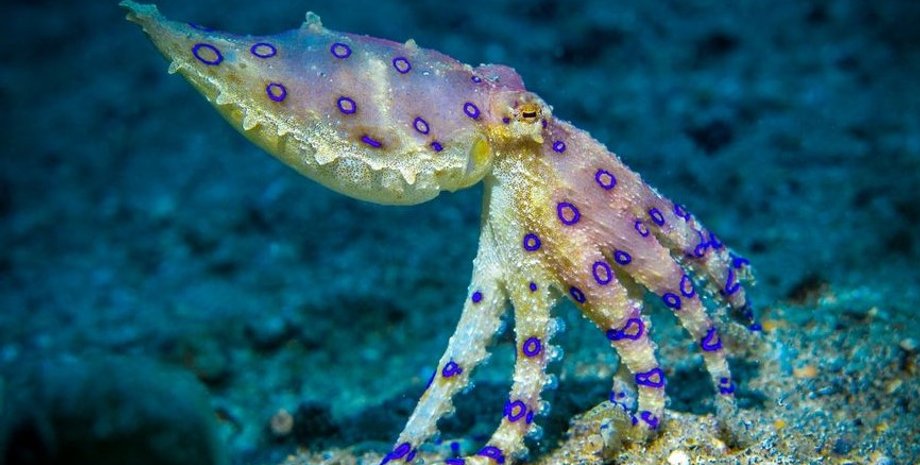 осьминог, синекольчатый осьминог