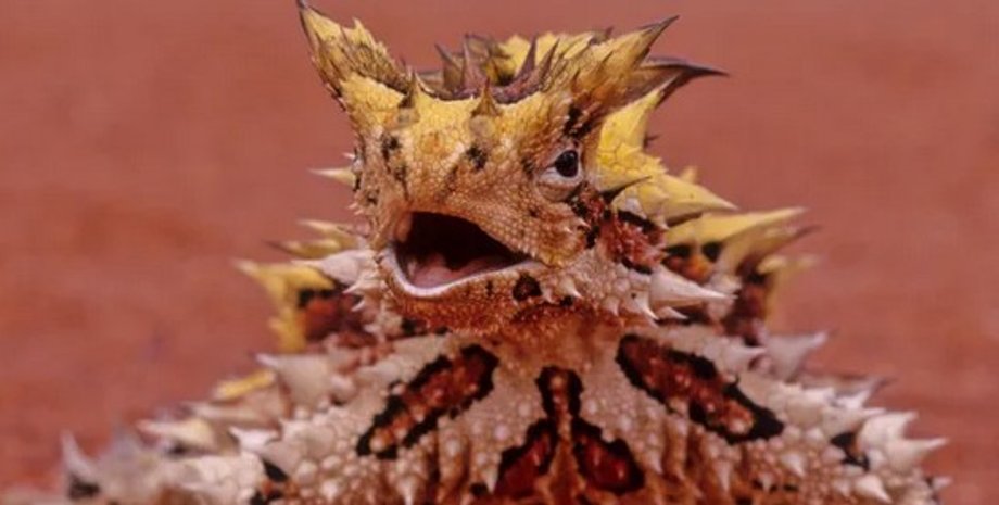 Молох ящірка