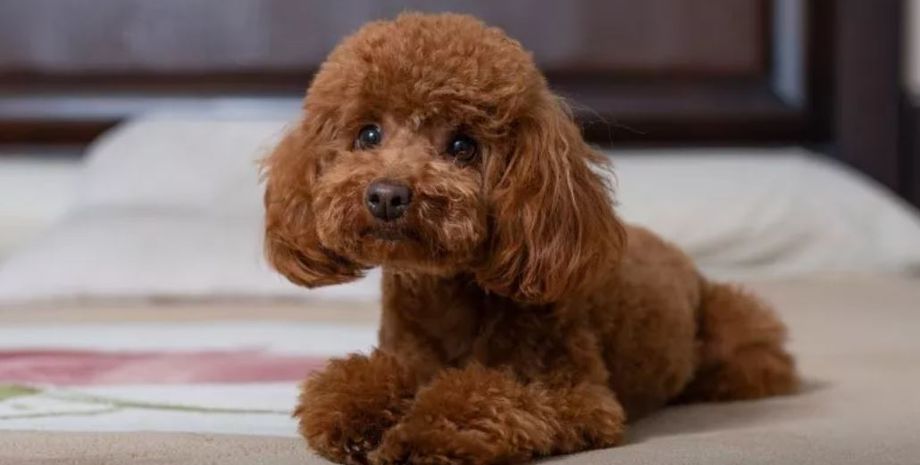 Хозяин показал, что пес делает, когда его нет дома, интересная запись стала вирусной в сети, приколы