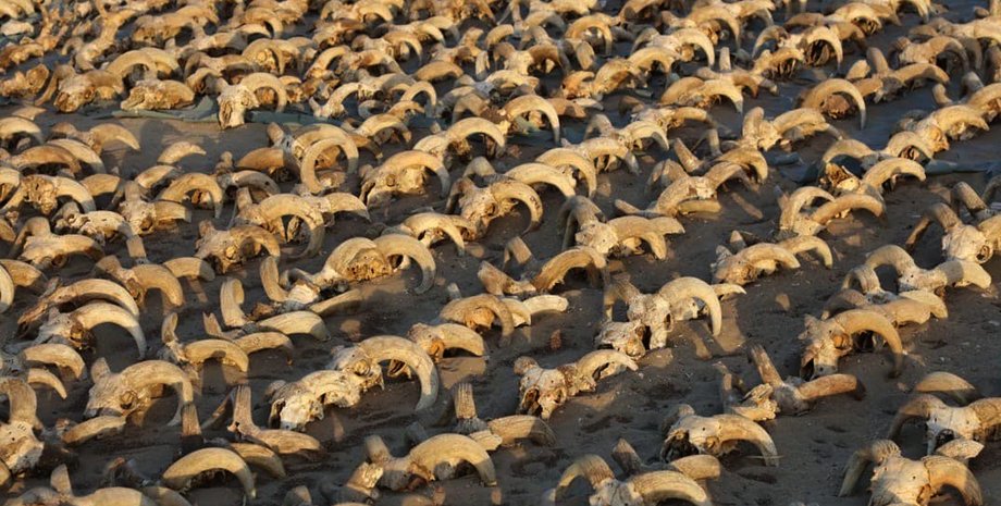 древний египет, история, раскопки, археология, древние люди, фараон, Рамзес 2, Рамзес II, храмовый комплекс, храм, список царей, жертвоприношение, храм Рамзеса, дворец
