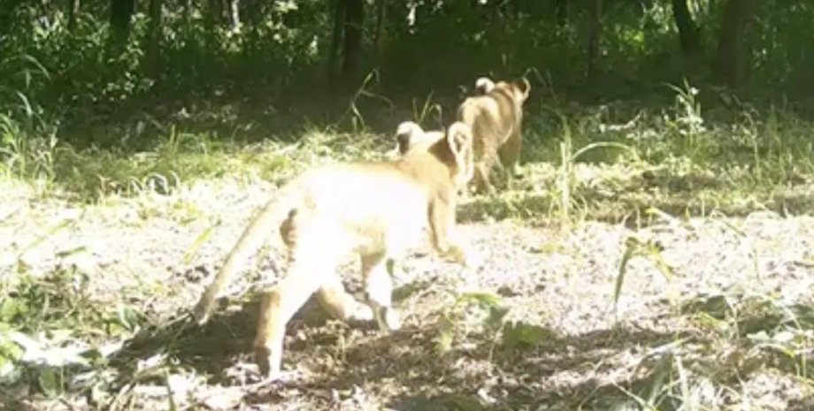 левиця з дитинчатами