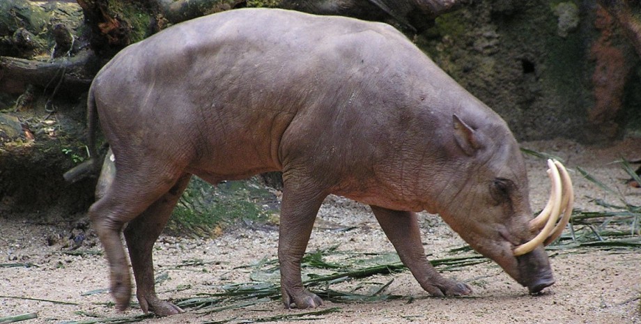 Бабируссы являются одними из старейших ныне живущих представителей семейства свиней свинья-олень, бабируссы, свиньи бабируссы