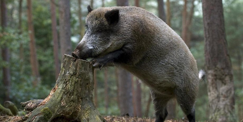 Дикий кабан