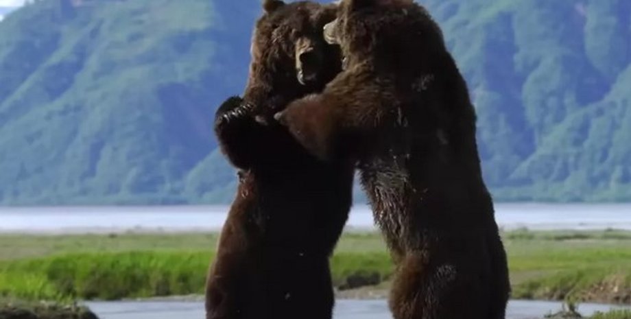 медведи, гризли, сон медведей, медведи спячка