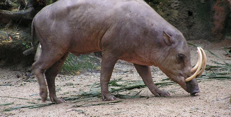 свинья-олень, бабируссы, свиньи бабируссы
