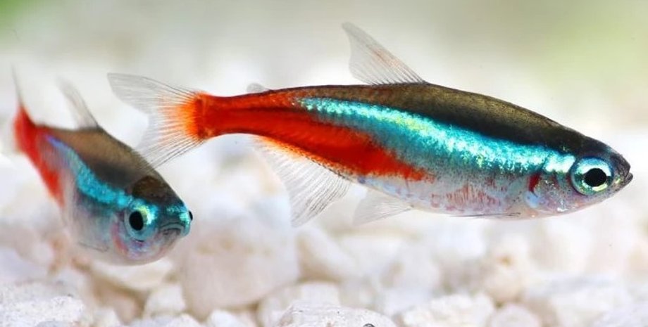 блакитний неон рибки, тетрарибки