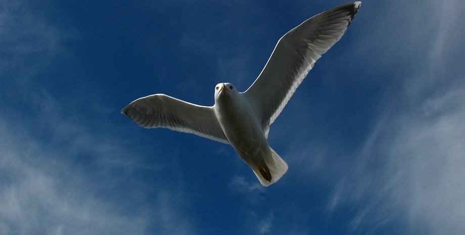 Фото: Ярослав Дебелый