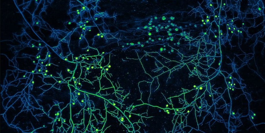 грибы, сети грибов, микоризные грибы сети