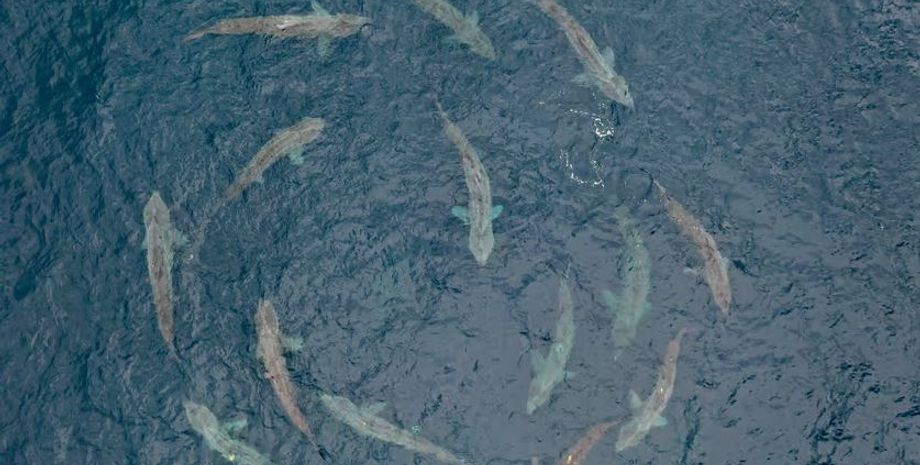 гігантські акули, велетенський акули