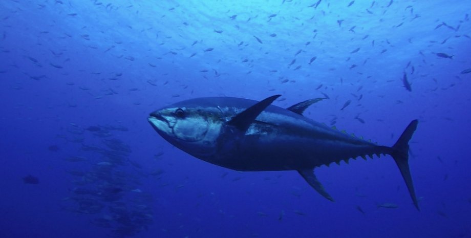 тунец, ртуть в тунце, тунец ртуть