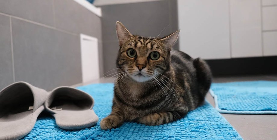 кот, ванная, коврик, тапочки, фото