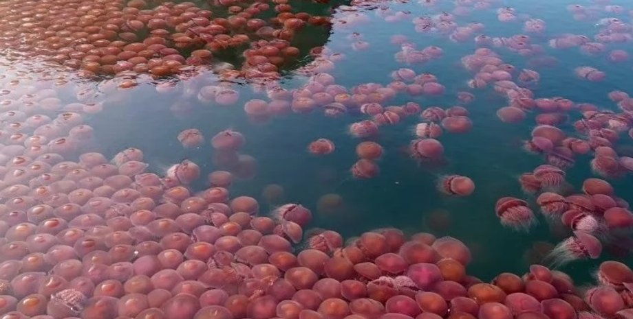 Фото: Sheldon Rey Boco