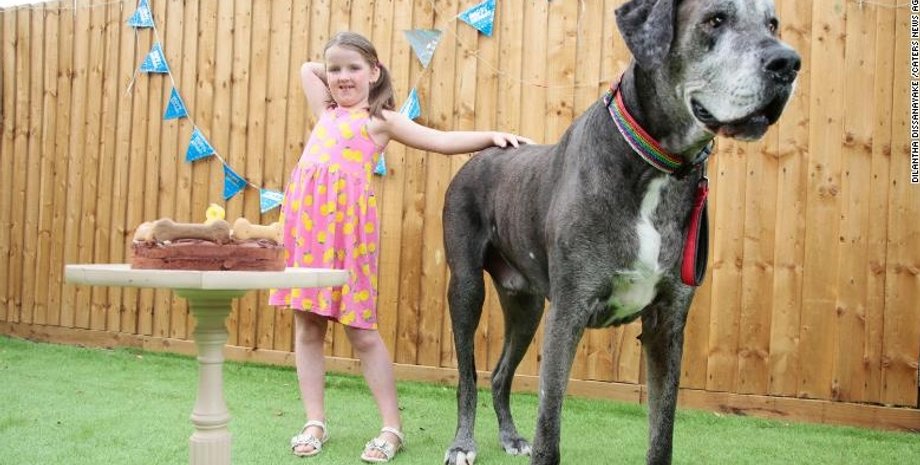 немецкий дог, Фредди