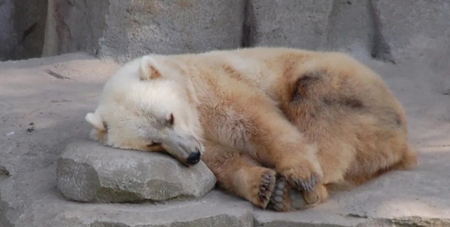ведмеді, пізлі, гібрид ведмідь