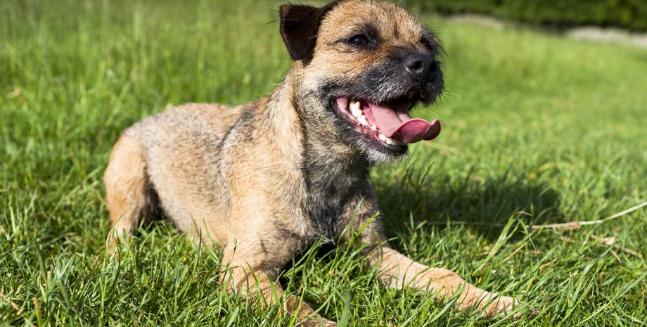 бордер-терьер