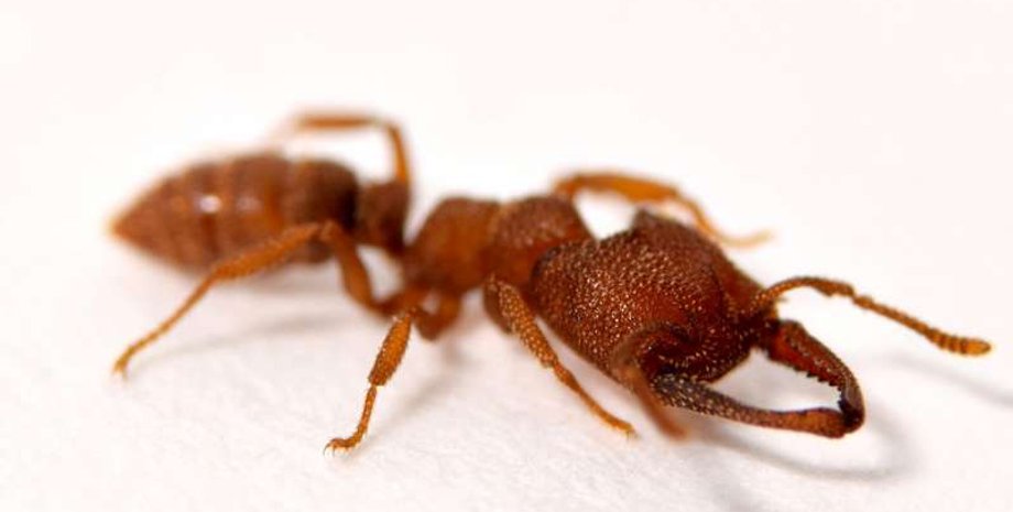 Фото: Adrian Smith