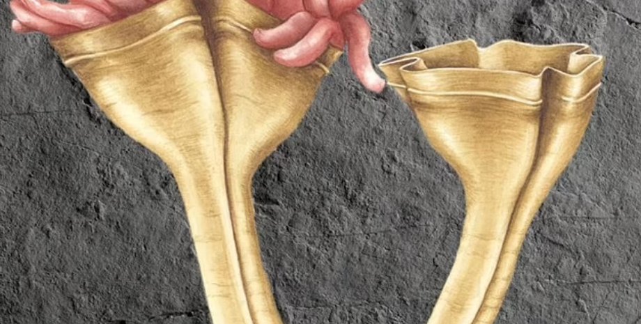 Auroralumina attenboroughii