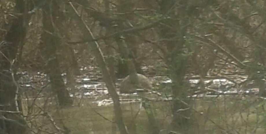 Фото: Госпогранслужба