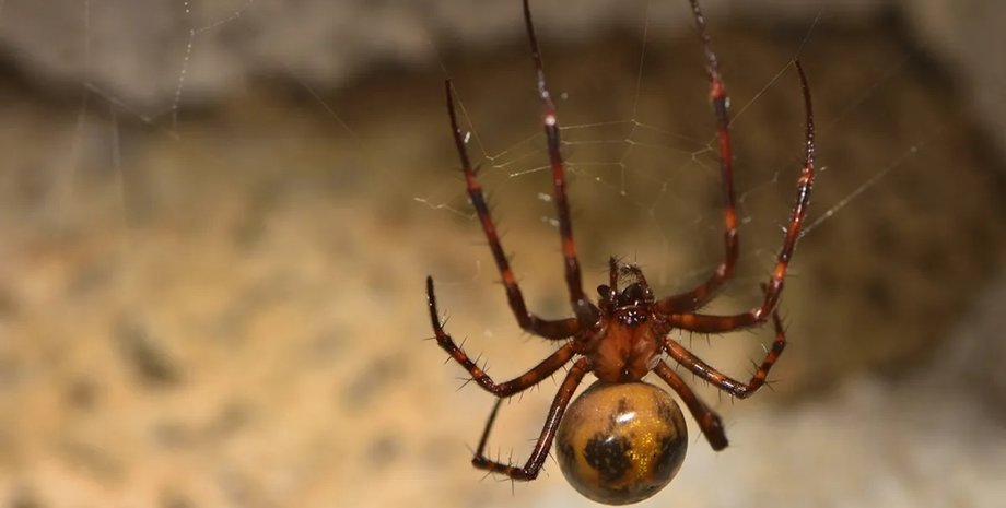 паук, пещерный паук, европейский пещерный паук