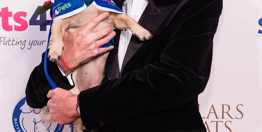 телеведучий, Пол О'Грейді, собака