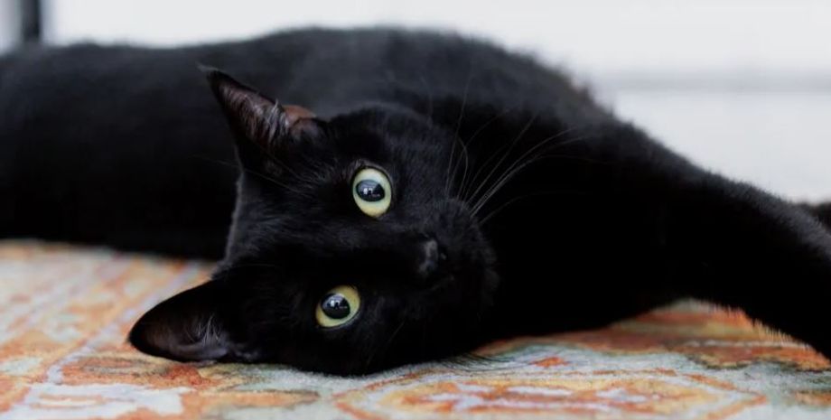 Неожиданный поступок кошки растрогал владелицу при переезде на новое жилье