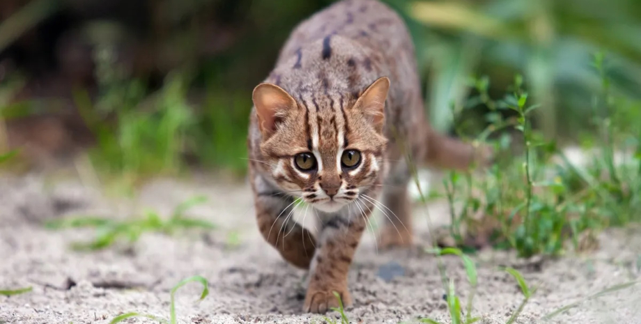 Нещодавно виявлений вид міг бути навіть меншим за найменших сучасних кішок, плямисто-руду кішку (на фото) кішка, найменша кішка, плямисто-руда кішка