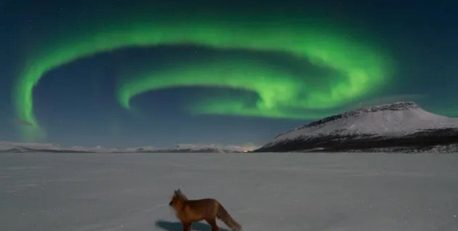 полярное сияние лиса