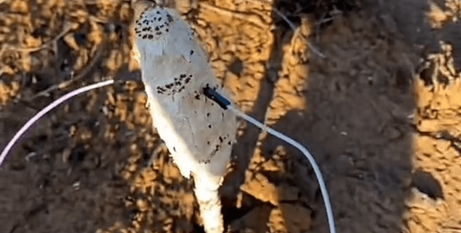 Гриб, електроди