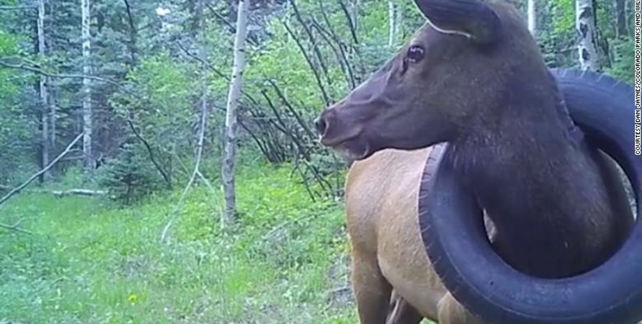 дикий олень